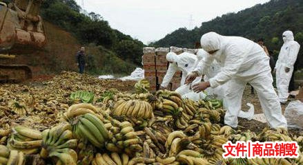 超標(biāo)果蔬銷(xiāo)毀